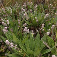 Hedyotis plantaginifolia Arn.